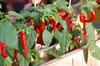 Chilipflanzen